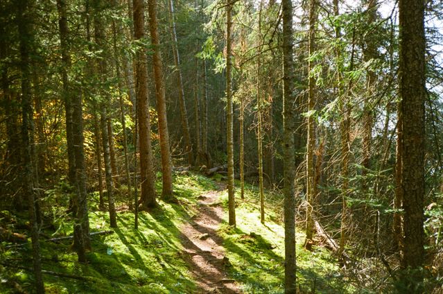 sophro balade en foret